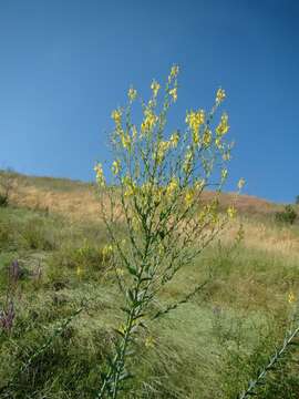 Image of broomleaf toadflax