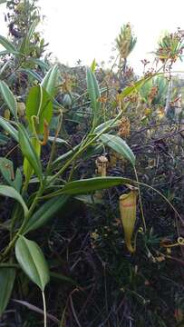 Image of Madagascar pitcher plant