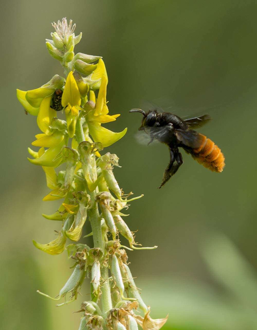 Image of Crotalaria pallida var. pallida