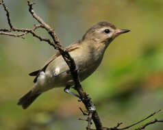 Image of Vireo gilvus victoriae Sibley 1940