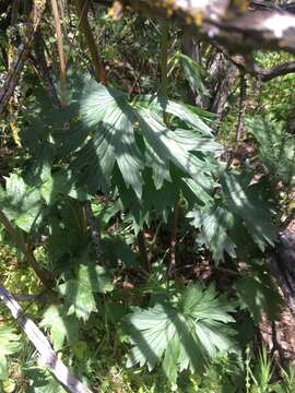 Image of California larkspur