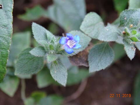 Image of Strobilanthes pavala (Roxb.) J. R. I. Wood