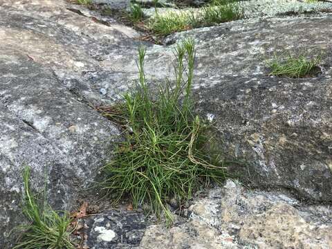 Слика од Liatris microcephala (Small) Schumann