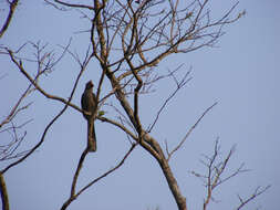 Image of Malabar Grey Hornbill