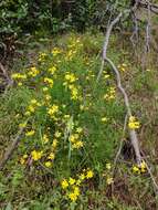 Image of <i>Senecio <i>pinnatifolius</i></i> var. pinnatifolius