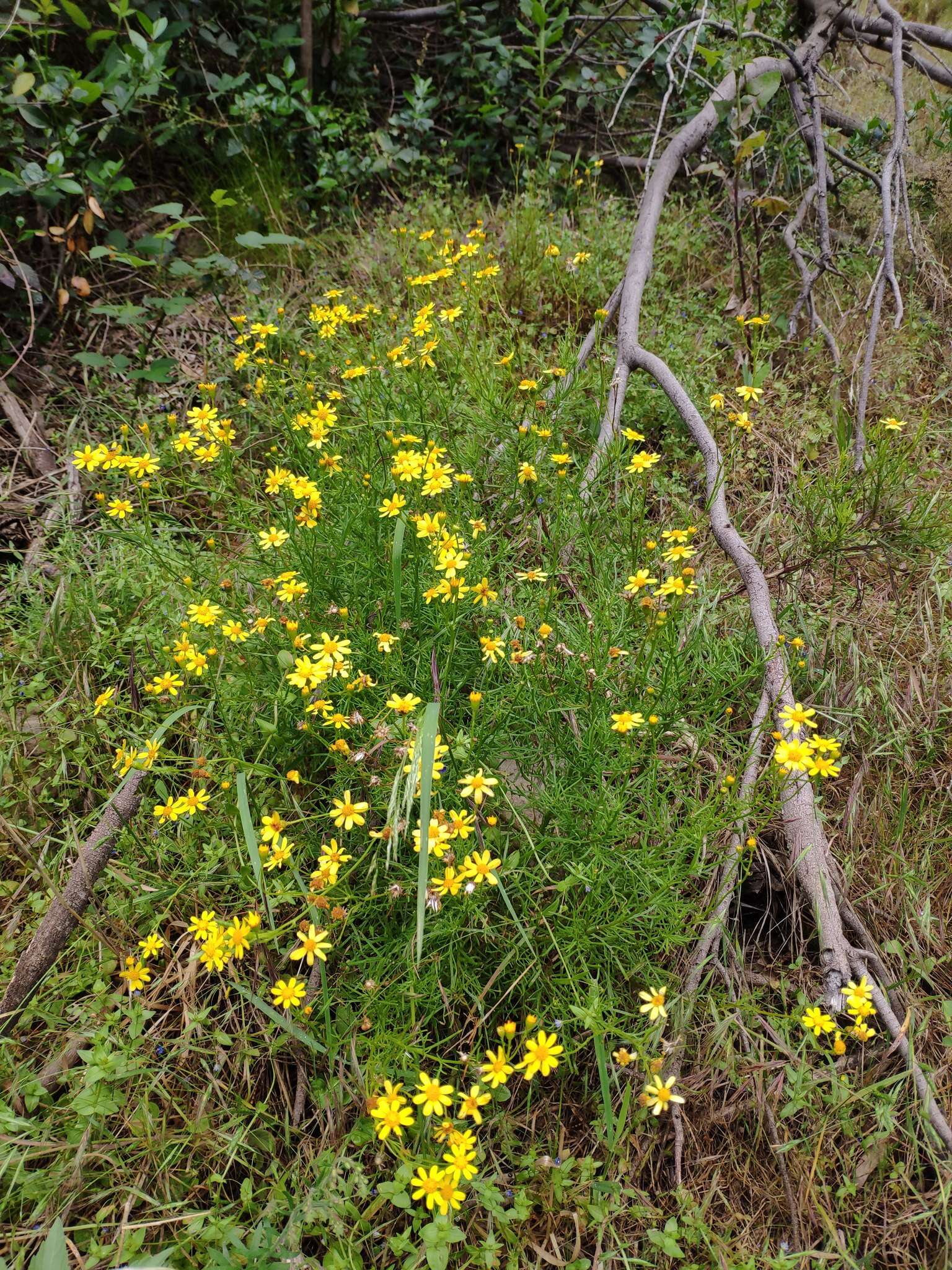 Image of <i>Senecio <i>pinnatifolius</i></i> var. pinnatifolius