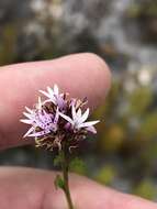 Image de Lobelia jasionoides (A. DC.) E. Wimm.