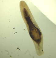 Sivun Macrostomum quiritium Beklemischev 1951 kuva