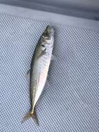 Image of Jack Mackerel