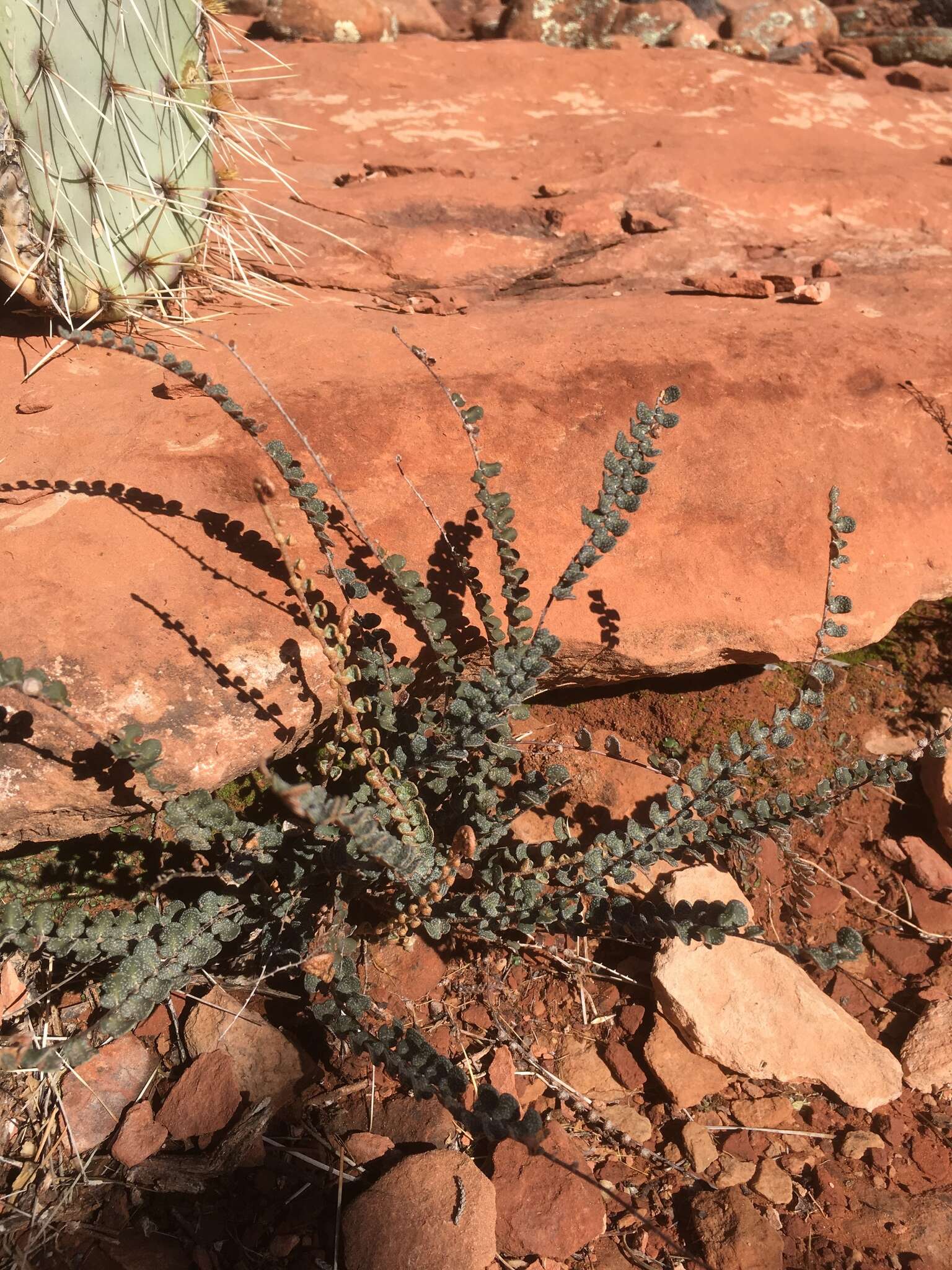 Image of Cochise scaly cloakfern