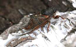 Image of New Forest cicada