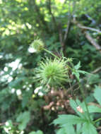 Imagem de Geum macrophyllum Willd.