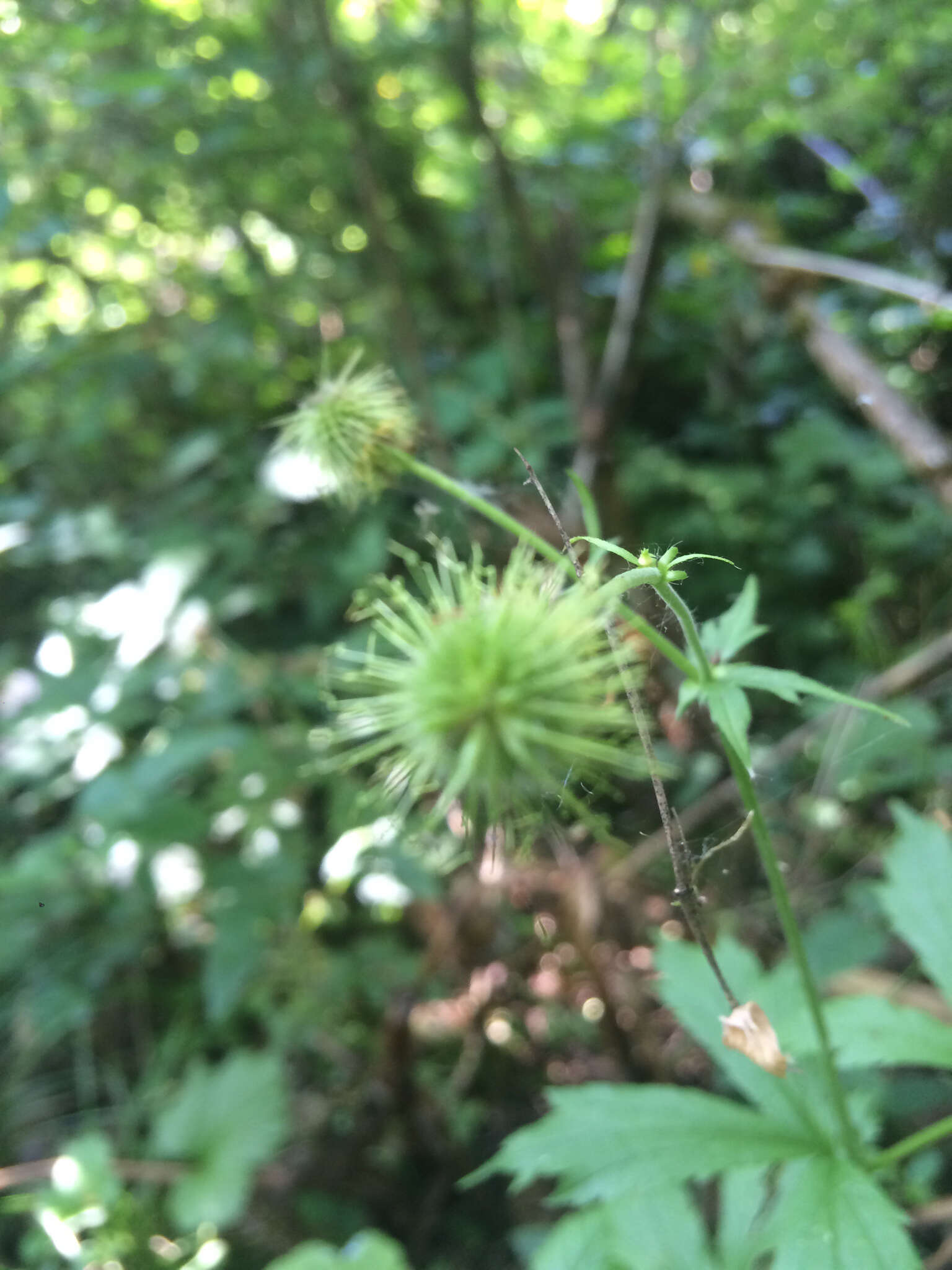 Imagem de Geum macrophyllum Willd.