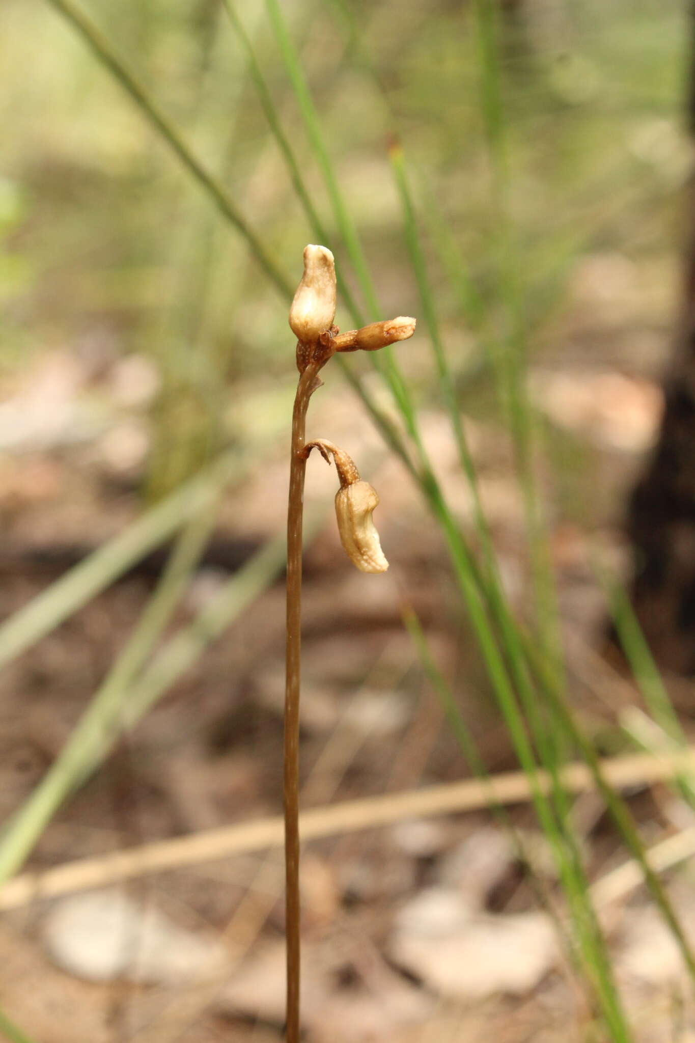 Image of Gastrodia lacista D. L. Jones