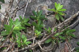 Image of Hairy Alpenrose