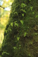 Image of licorice fern