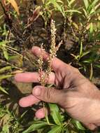 Sivun Persicaria glabra (Willd.) Gomez de la Maza kuva