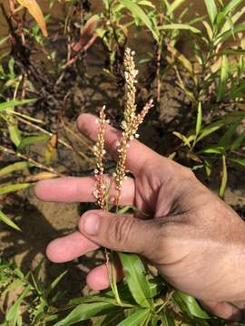 صورة Persicaria glabra (Willd.) Gomez de la Maza