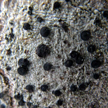 Image of disc lichen