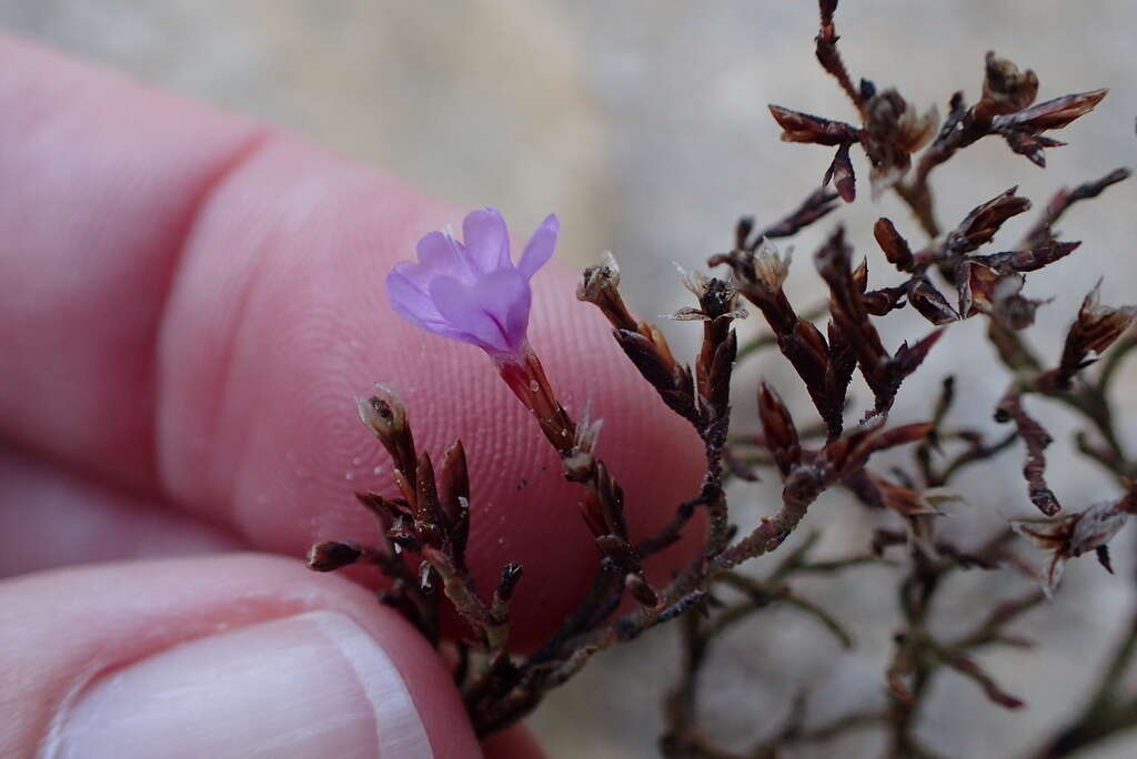 Imagem de Limonium scabrum (Thunb.) Kuntze