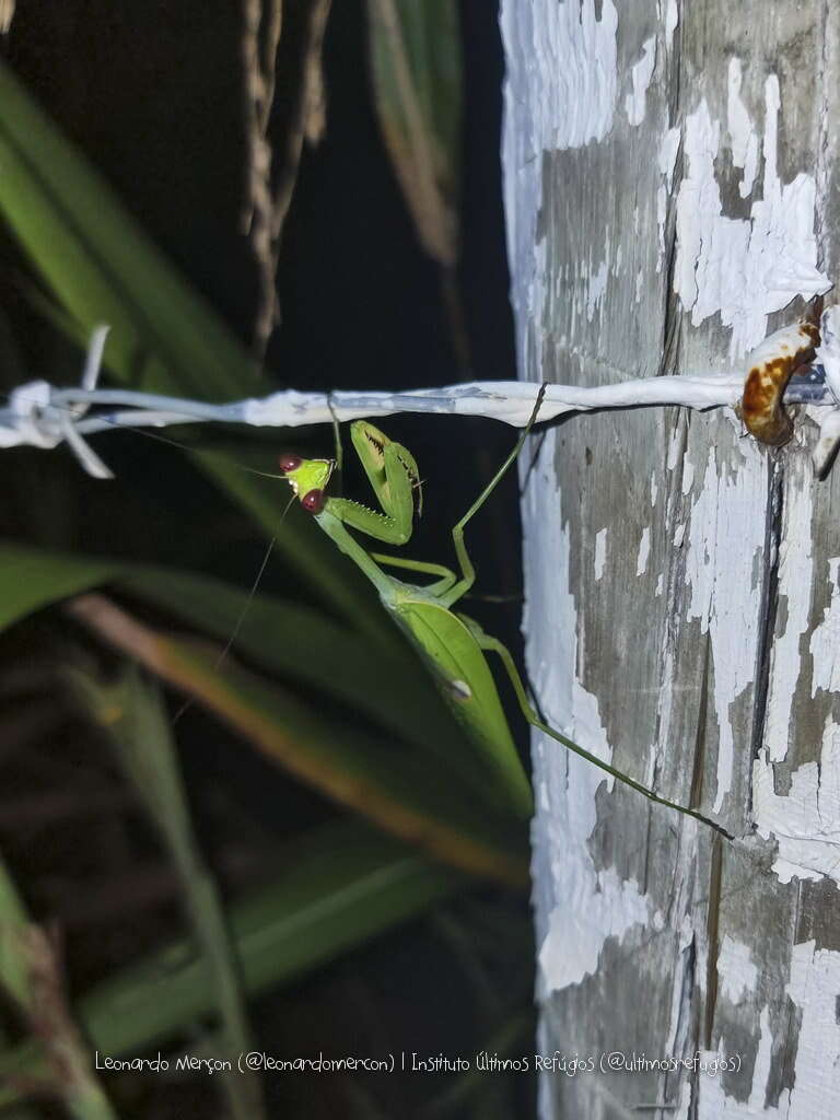 Image de Stagmatoptera praecaria Linne 1758