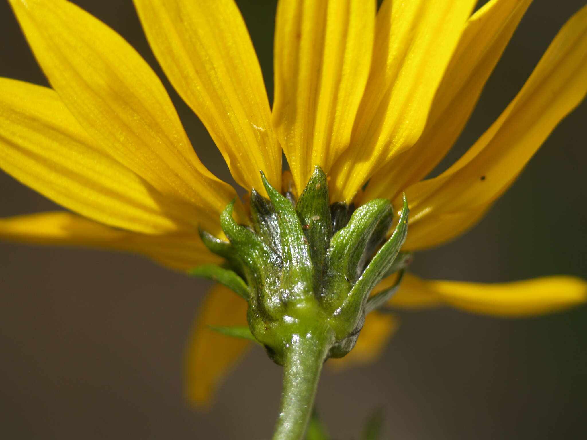 صورة Flourensia monticola M. O. Dillon