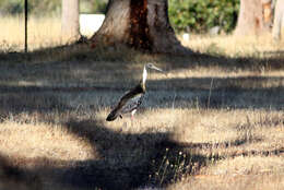 Imagem de Threskiornis spinicollis (Jameson 1835)