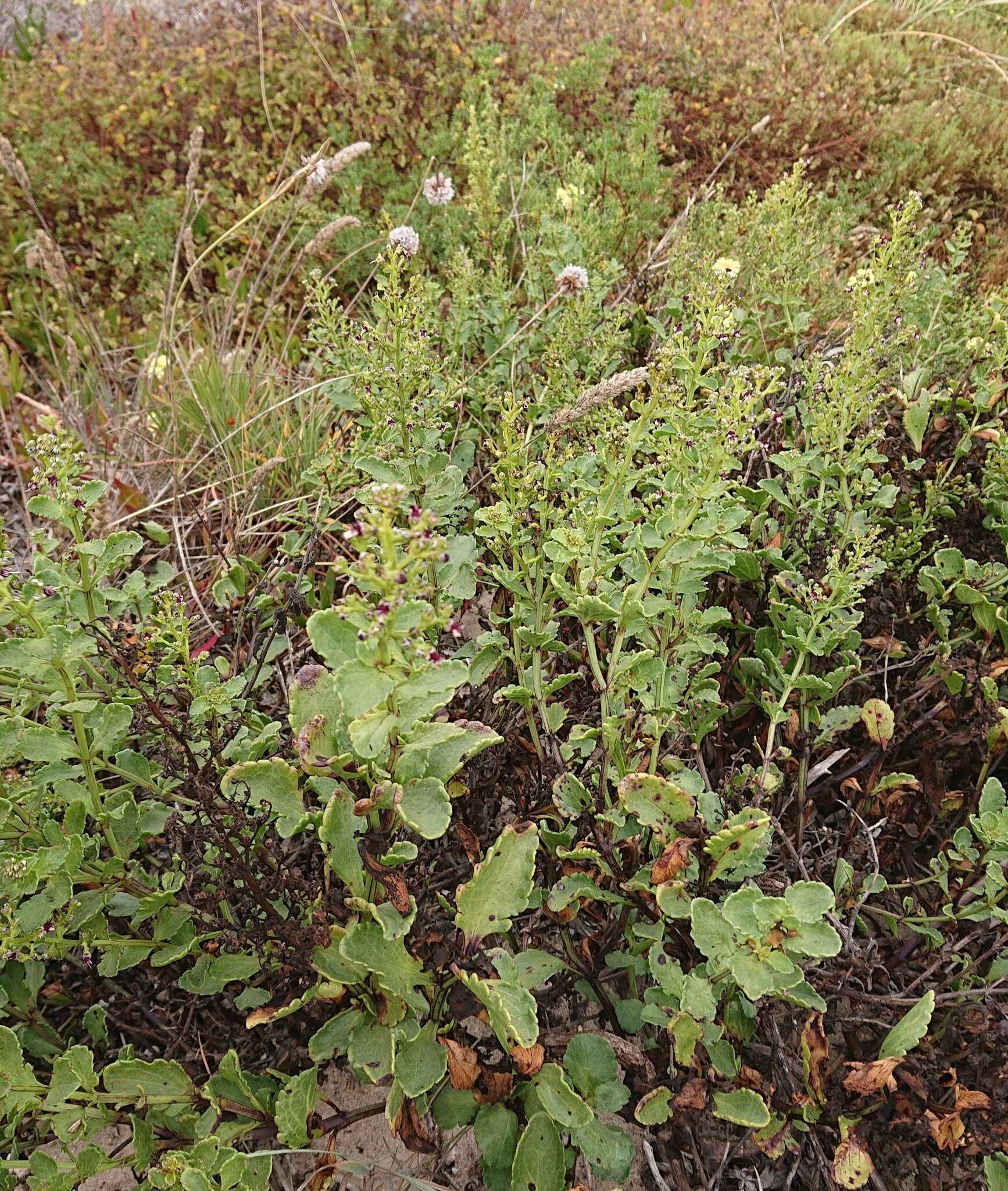 Image of Scrophularia frutescens L.