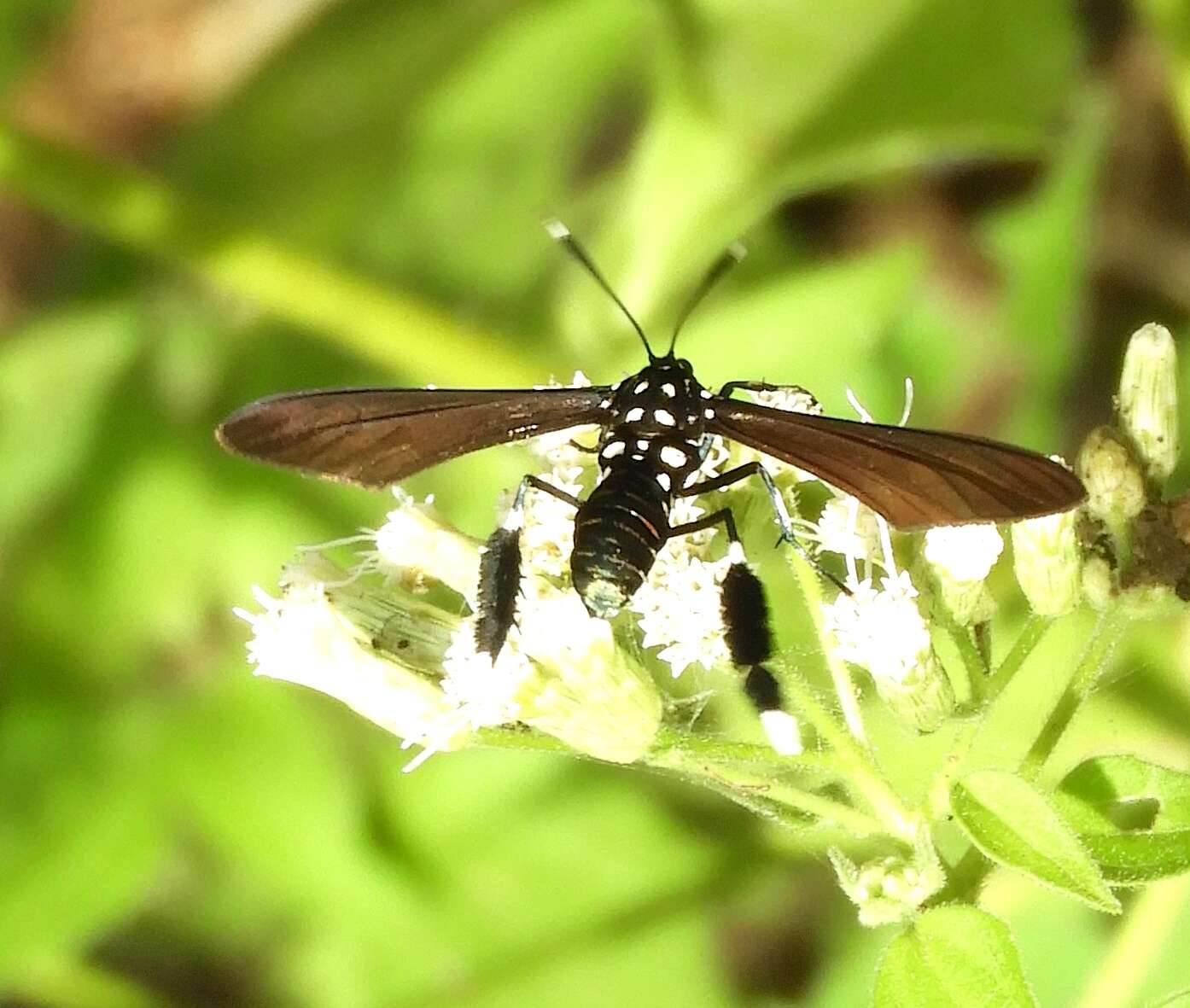 Image of Horama plumipes Drury 1773