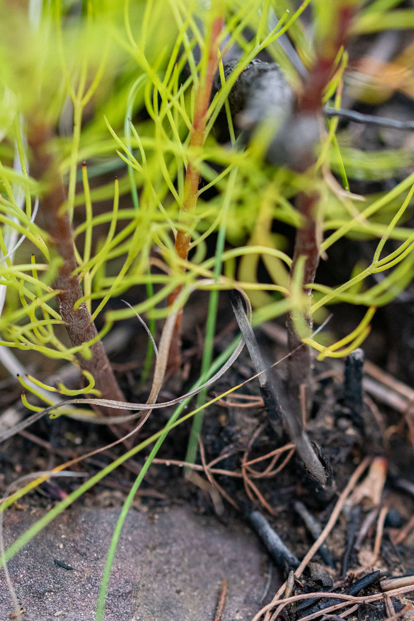 Image of Serruria heterophylla Meissn.