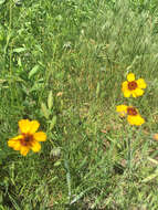 Imagem de Thelesperma filifolium (Hook.) A. Gray