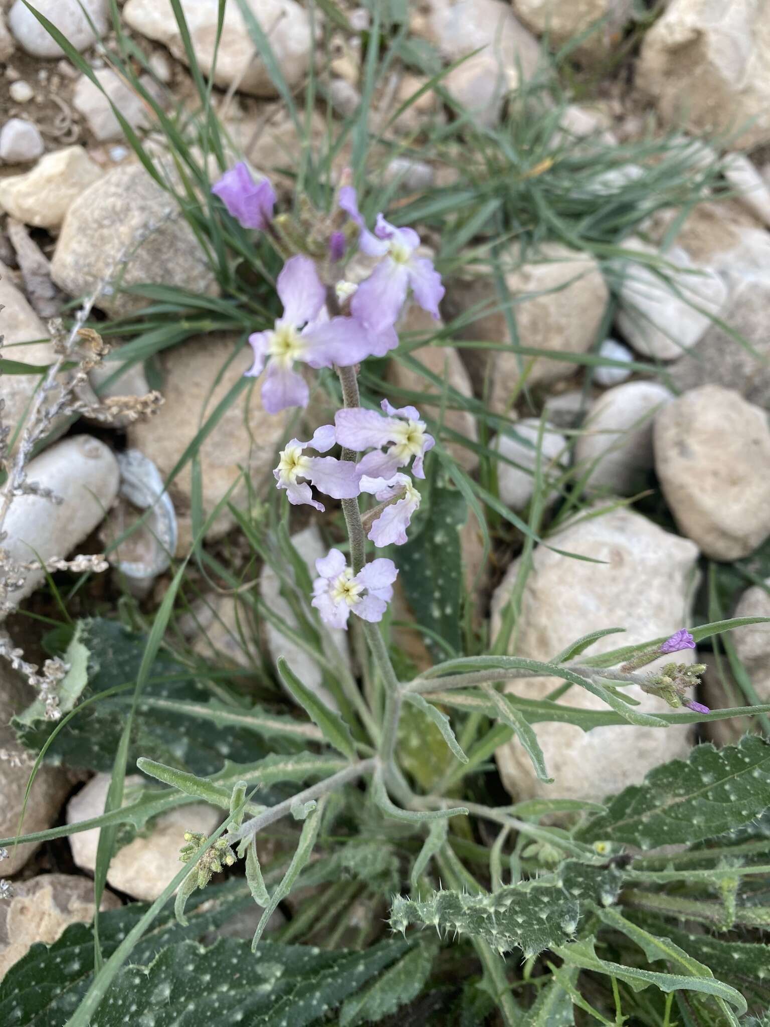 Image of night scented stock