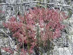 Image of Crassula expansa subsp. expansa