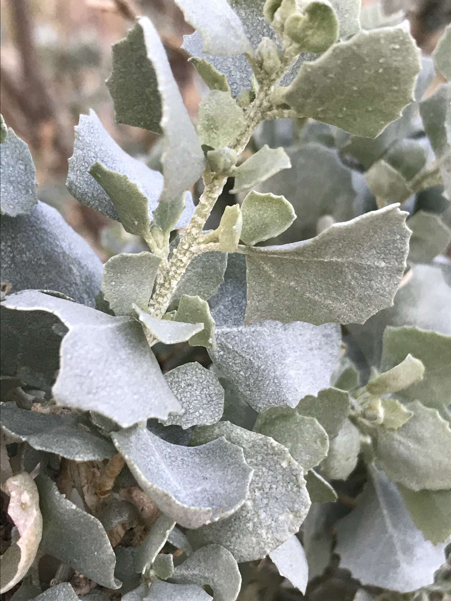 Image de Atriplex nummularia subsp. nummularia