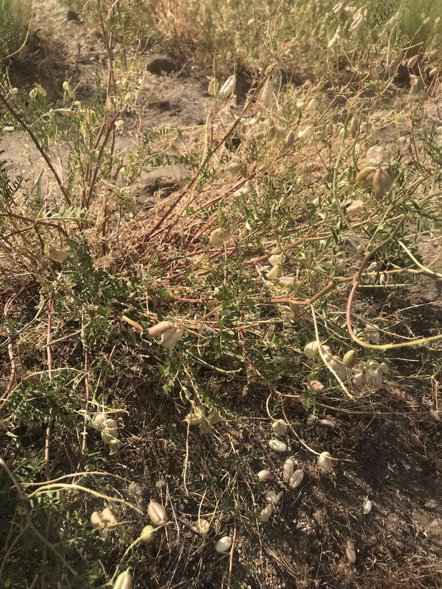 Astragalus douglasii var. perstrictus (Rydb.) Munz & Mc Burney resmi