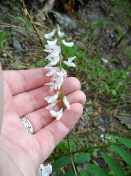 Imagem de Vicia caroliniana Walter