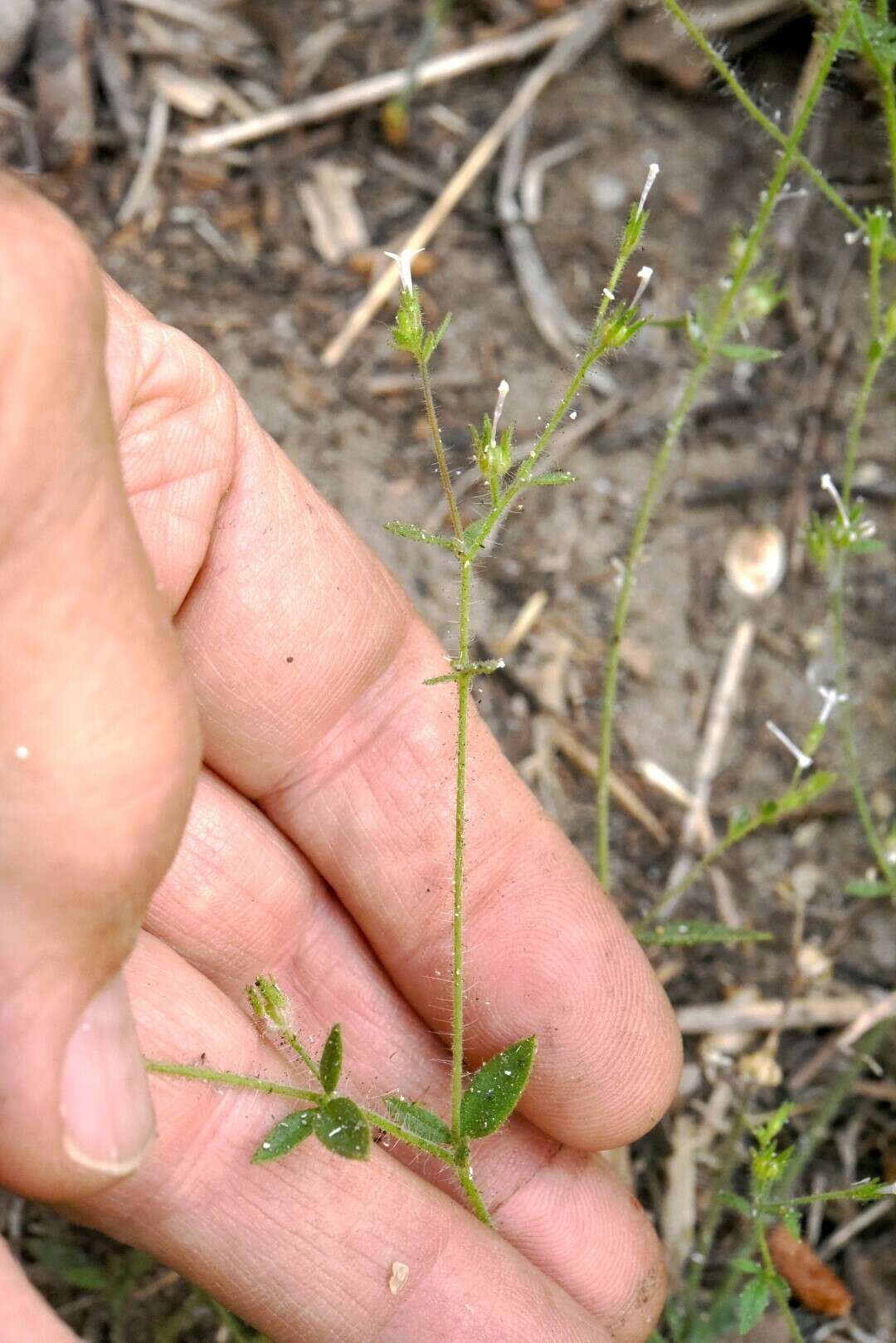 Plancia ëd Allophyllum integrifolium (A. Brand) A. D. & V. E. Grant