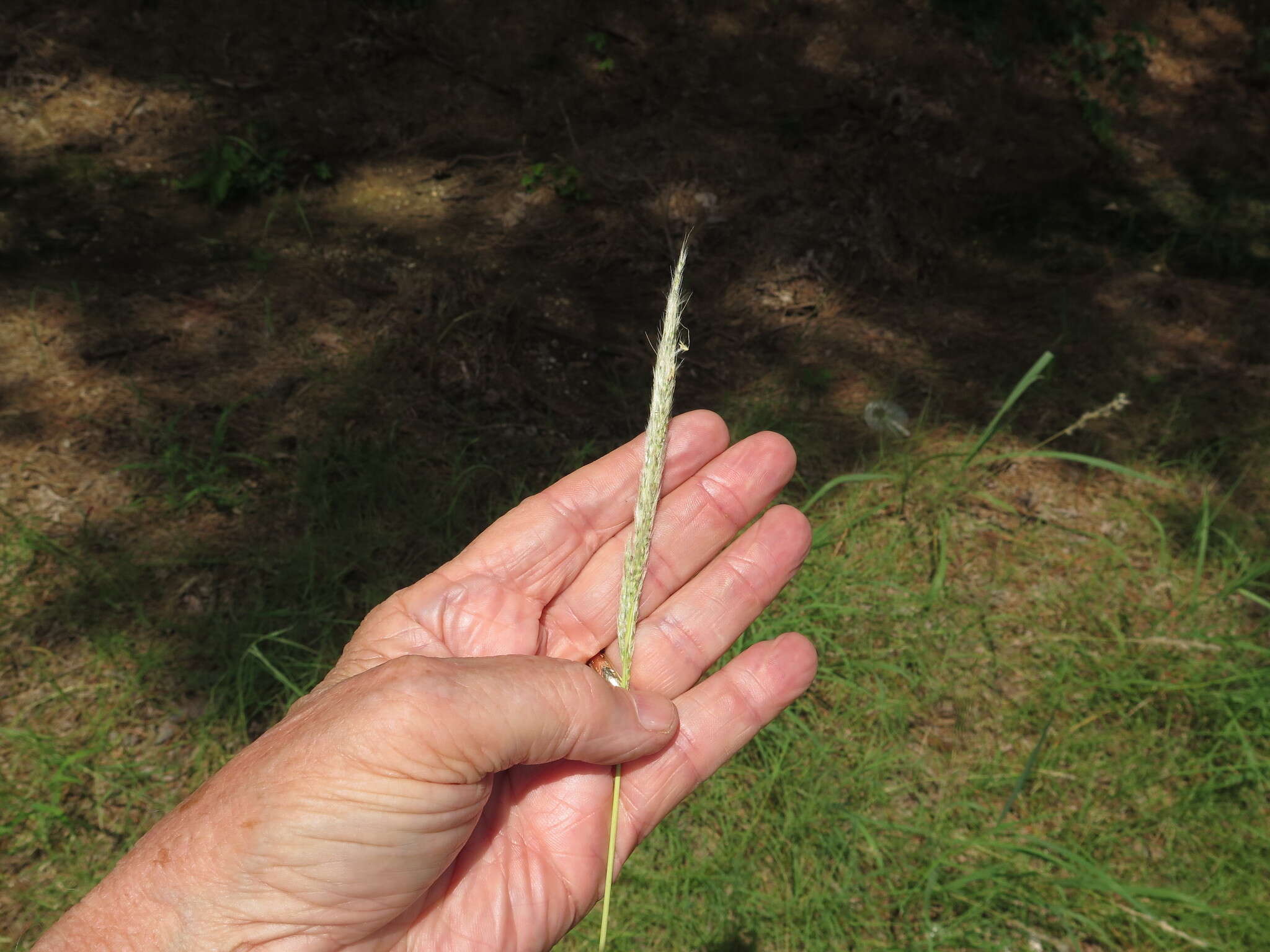 Imagem de Bothriochloa longipaniculata (Gould) Allred & Gould