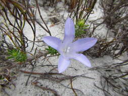 Image of Roella prostrata E. Mey. ex A. DC.