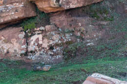 Image of Barbary Partridge