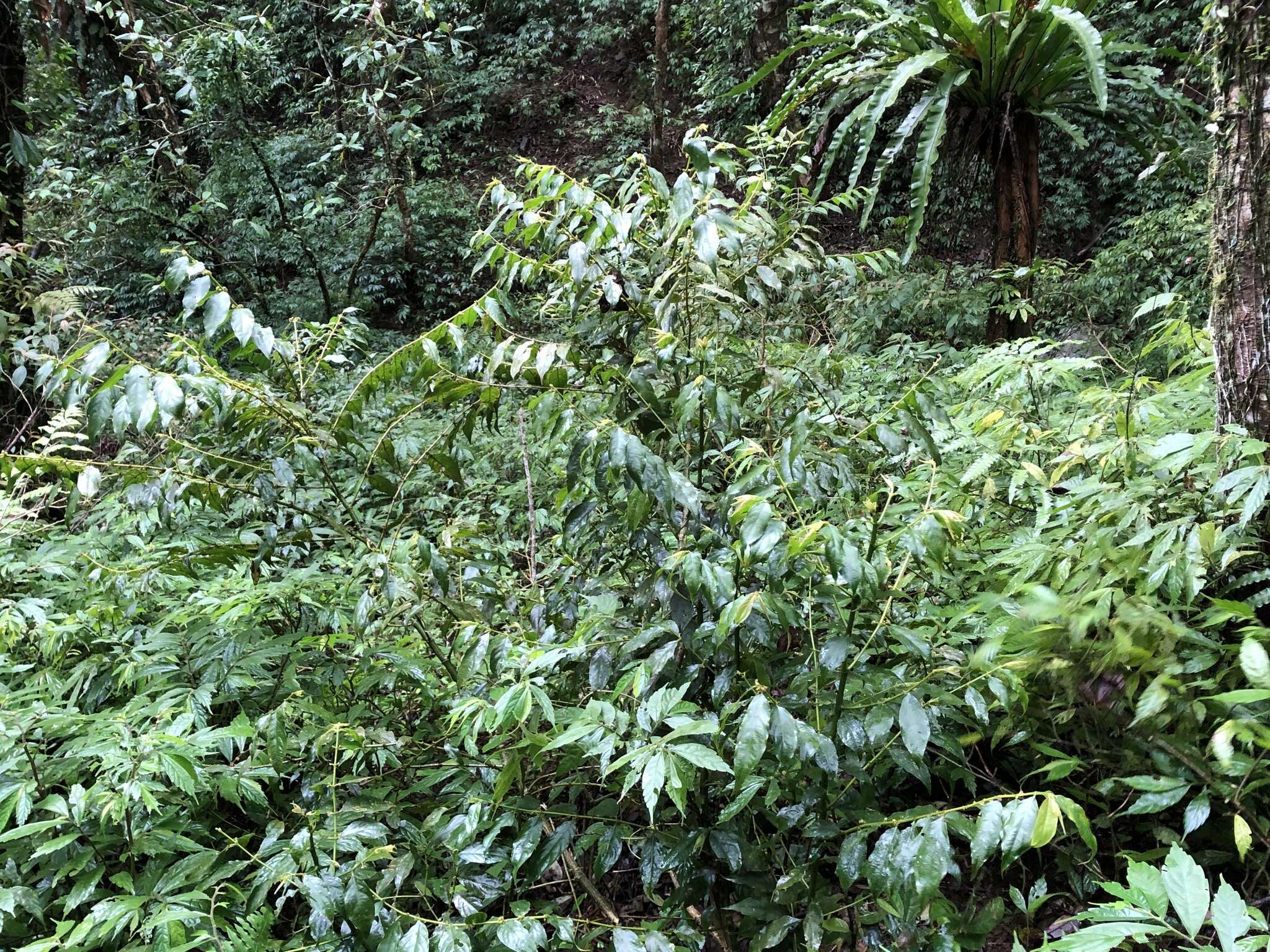 Image of Lasianthus micranthus Hook. fil.