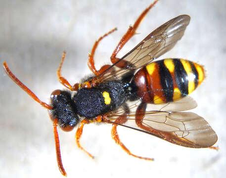 Image of Nomada bifasciata Olivier 1811