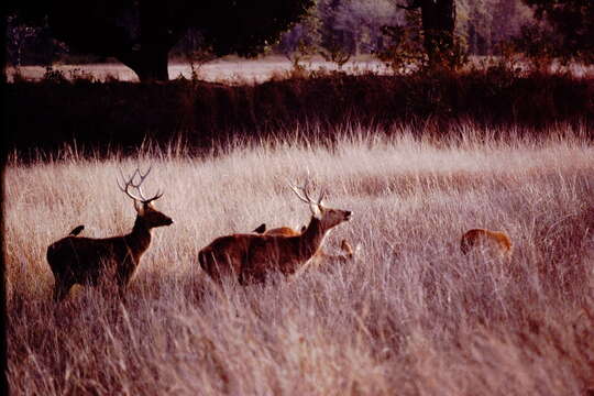 Image of Rucervus duvaucelii branderi Pocock 1943