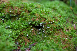 Image of Rimbachia arachnoidea (Peck) Redhead 1984