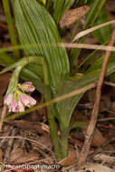 Image of Pink nodding orchid