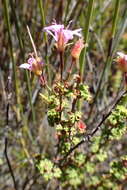 Image of Pelargonium englerianum Knuth