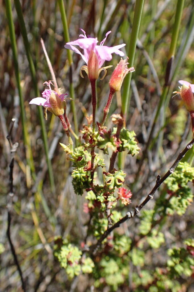 Image of Pelargonium englerianum Knuth