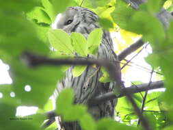 Image of Ural Owl