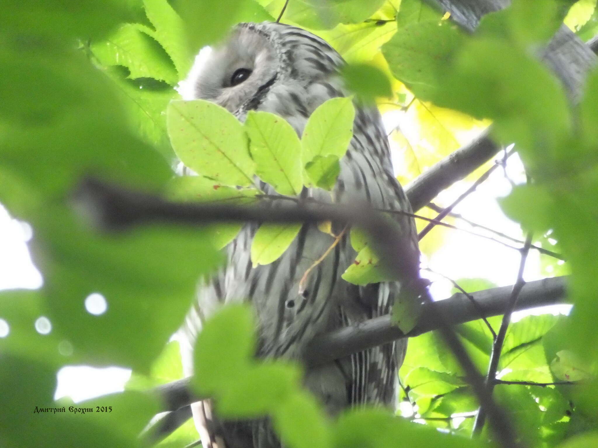 Image of Ural Owl