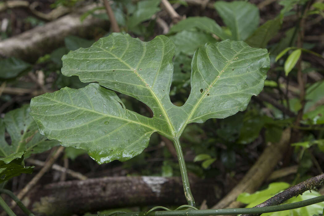 Image of Gurania huebneri Harms